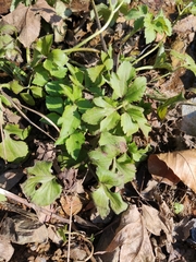 Ranunculus cantoniensis