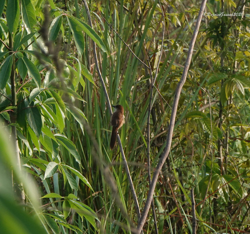 Slender-billed Babbler (Argya longirostris), photo 7