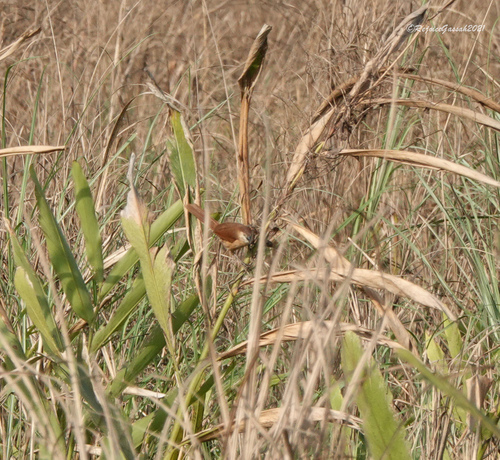 Slender-billed Babbler (Argya longirostris), photo 5