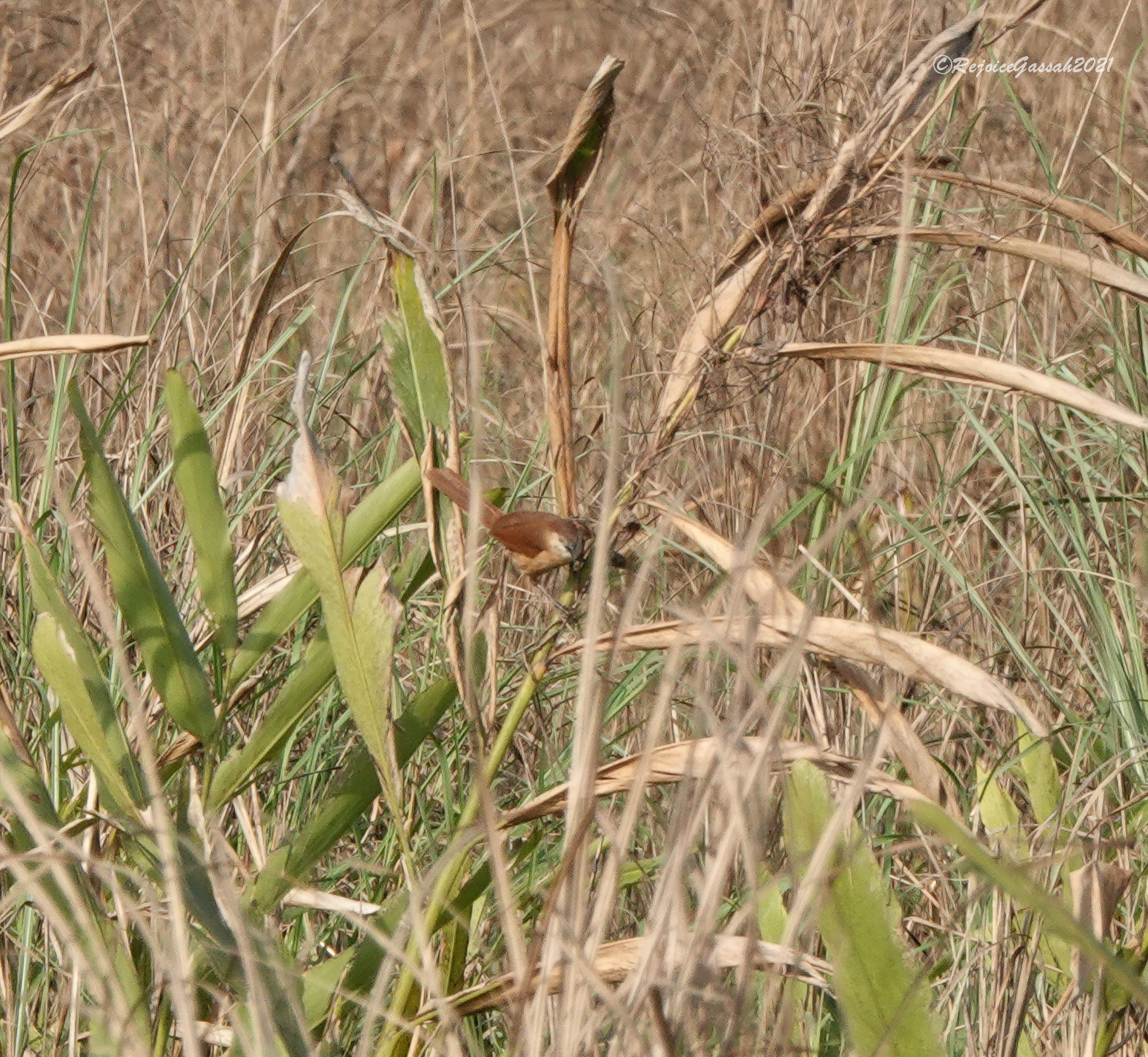 Slender-billed Babbler (Argya longirostris), photo 5