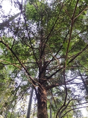 Taxus chinensis