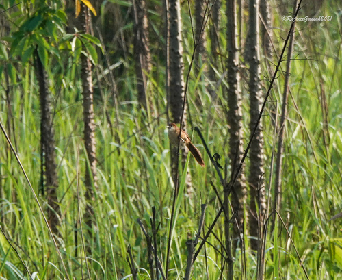 Slender-billed Babbler (Argya longirostris), photo 10