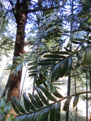 Taxus chinensis