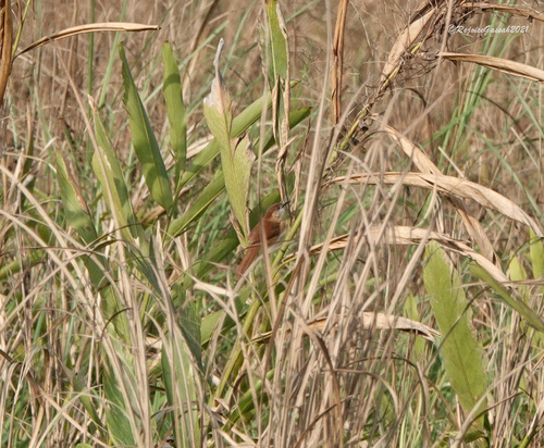 Slender-billed Babbler (Argya longirostris), photo 6