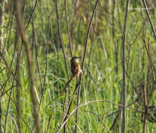 Slender-billed Babbler (Argya longirostris), photo 8