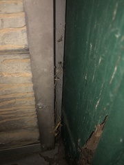 Pholcus phalangioides