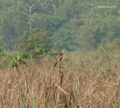 Argya longirostris