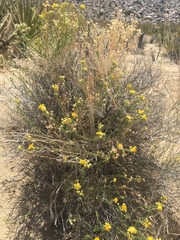 Acamptopappus sphaerocephalus