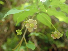Euonymus oxyphyllus oxyphyllus