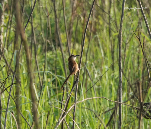 Slender-billed Babbler (Argya longirostris), photo 9