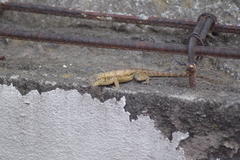 Sceloporus grammicus