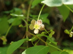 Euonymus oxyphyllus oxyphyllus