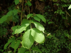 Euonymus oxyphyllus oxyphyllus