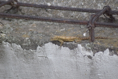 Sceloporus grammicus