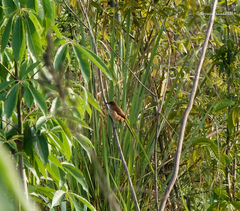 Argya longirostris