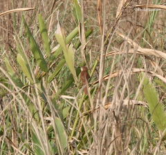 Argya longirostris