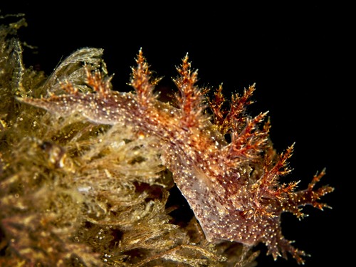 Branched Dendronotid