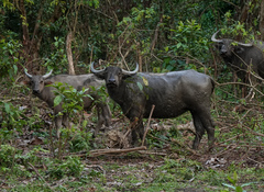 Bubalus arnee