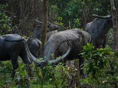 Bubalus arnee