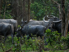 Bubalus arnee