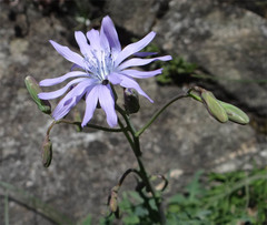 Lactuca perennis