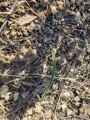 Calochortus kennedyi