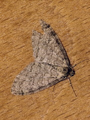 Trichopteryx carpinata