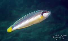 Banana Wrasse photo 2