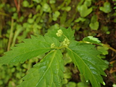 Elatostema involucratum