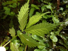 Elatostema involucratum