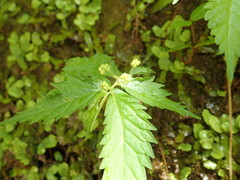 Elatostema involucratum