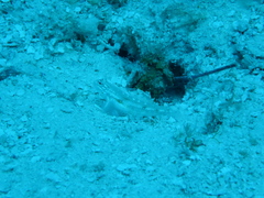 Coryphopterus glaucofraenum