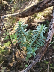 Pimelea tomentosa