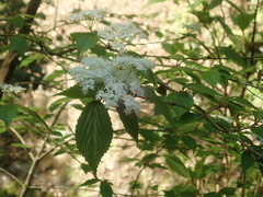 Viburnum erosum