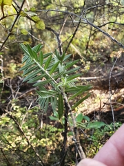 Pimelea tomentosa