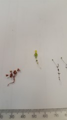 Sebaea micrantha micrantha