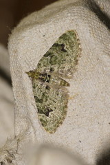Chloroclystis v-ata