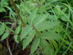 Rubus sumatranus