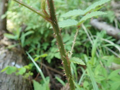 Rubus sumatranus