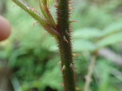 Rubus sumatranus