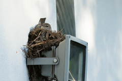 Fraseria caerulescens