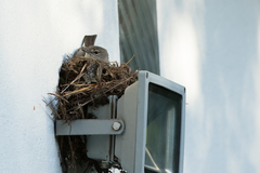 Fraseria caerulescens