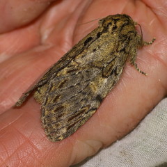 Peridea anceps
