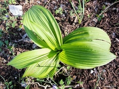 Veratrum album