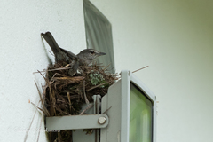 Fraseria caerulescens