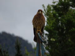 Daptrius chimango chimango