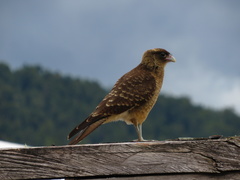 Daptrius chimango chimango