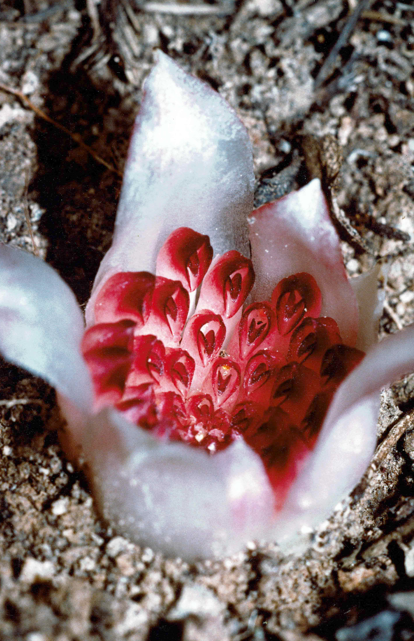 Rhizanthella