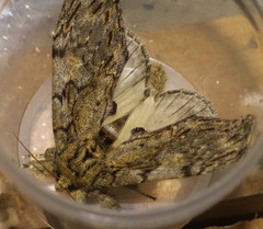 Peridea anceps