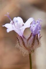 Gilia capitata staminea